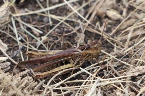 Chorthippus sp.
